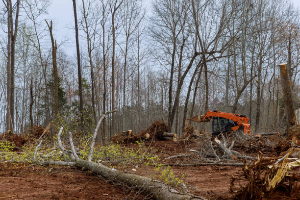 Best Leaf Removal  in Little Ferry, NJ